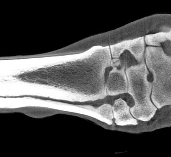 Equine scanning